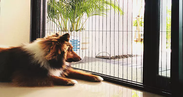 Sliding Screen Pet Door Repair in Jasmine Estates, FL