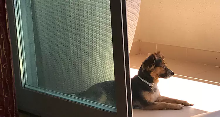 French Door Pet Screen Repair in Jasmine Estates, FL